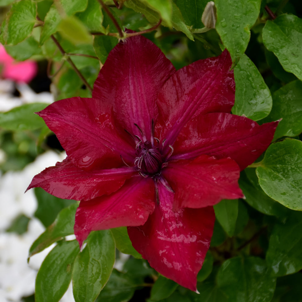 Boulevard® Nubia™ Clematis