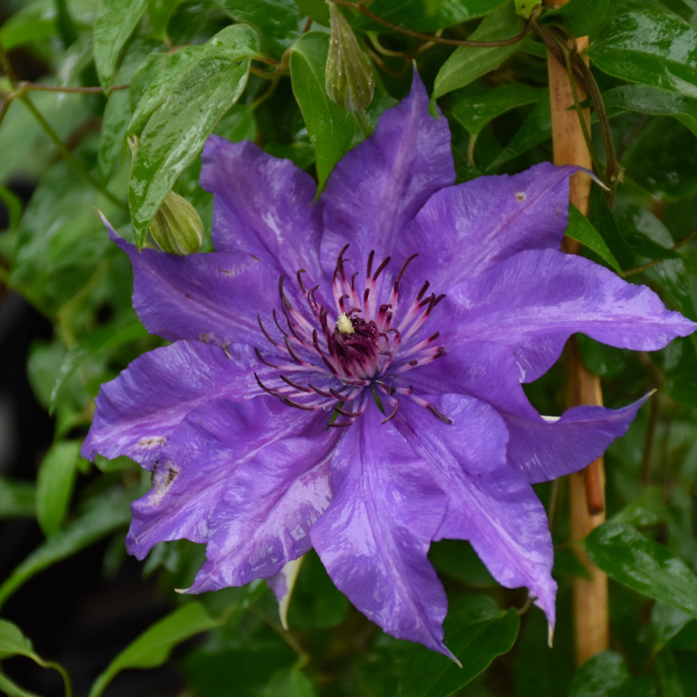 Clematis 'Evipo074'