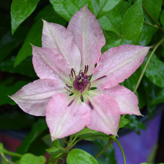 Clematis 'Evipo098'