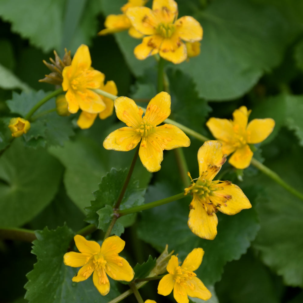 Marsh Marigold