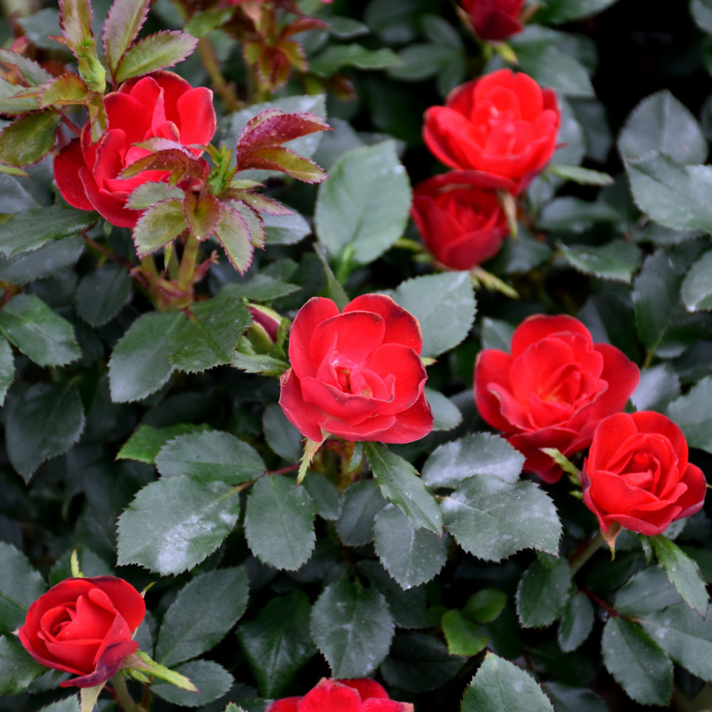 Weston Roses Petite Knock Out® Rose – Weston Nurseries