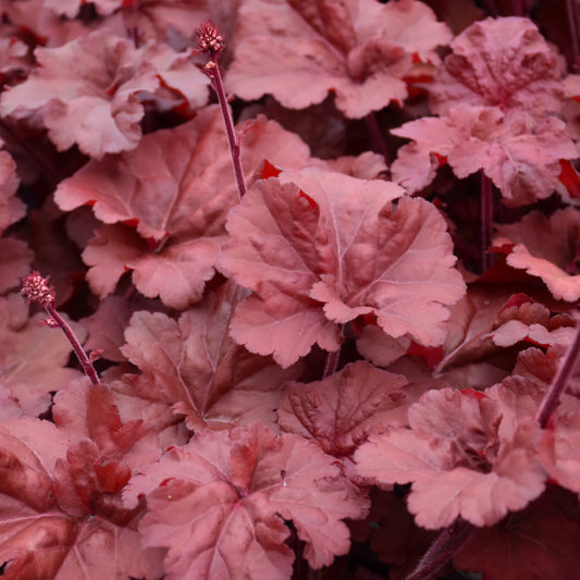 Heuchera 'Mahogany Monster'