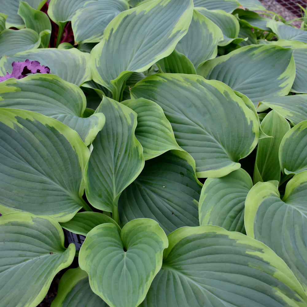 Shadowland® Wu-La-La Hosta