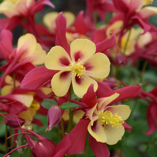 Aquilegia 'Earlybird Red And Yellow'