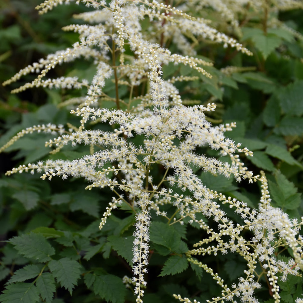 Aruncus 'Misty Lace'