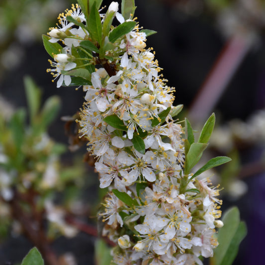 Prunus pumila 'UCONNPP002'