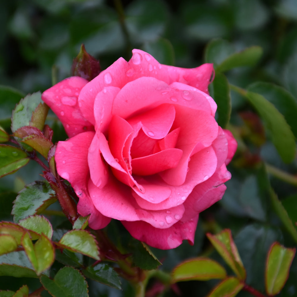 Rosa 'Flower Carpet Pink Supreme'