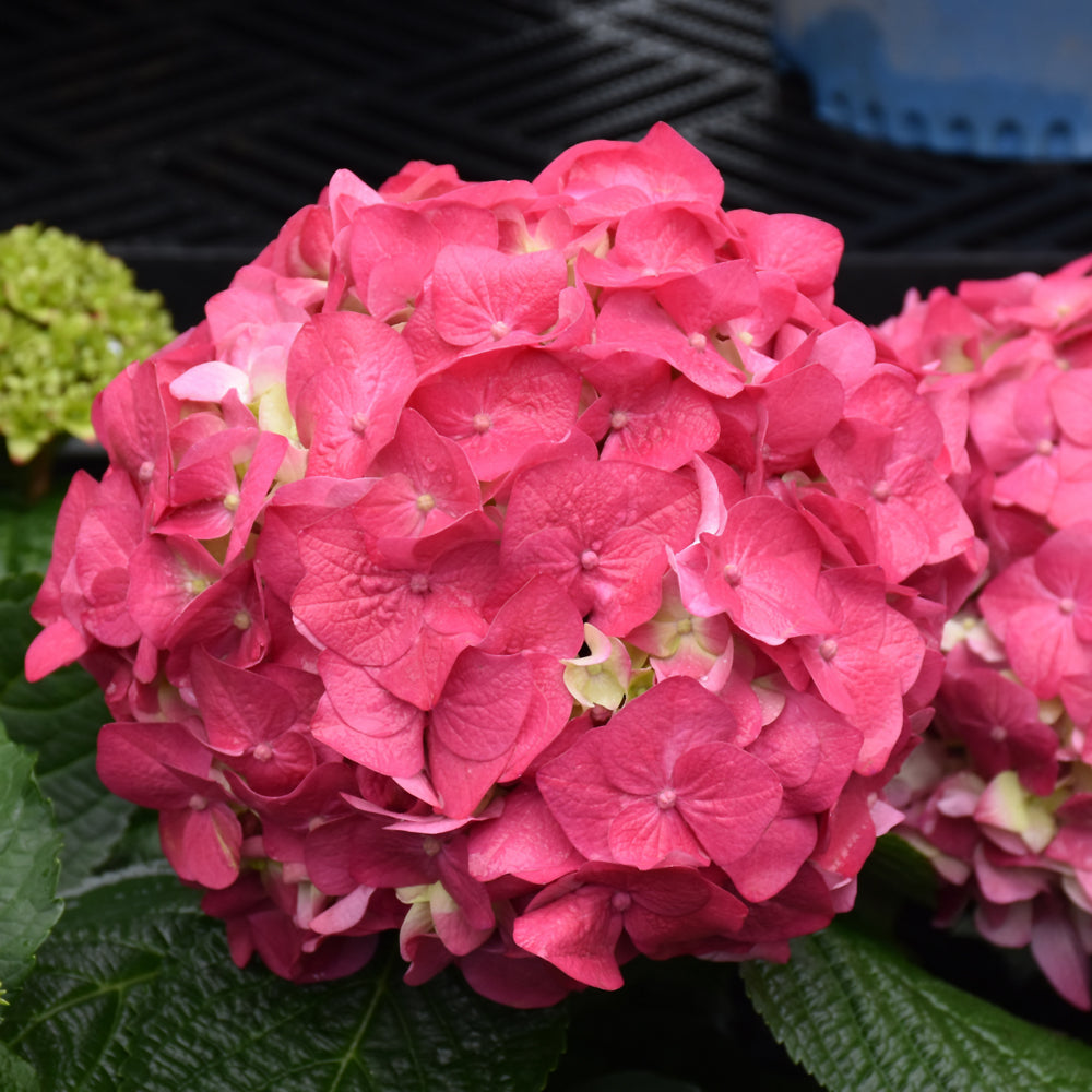 Hydrangea macrophylla 'Bailmacfive'