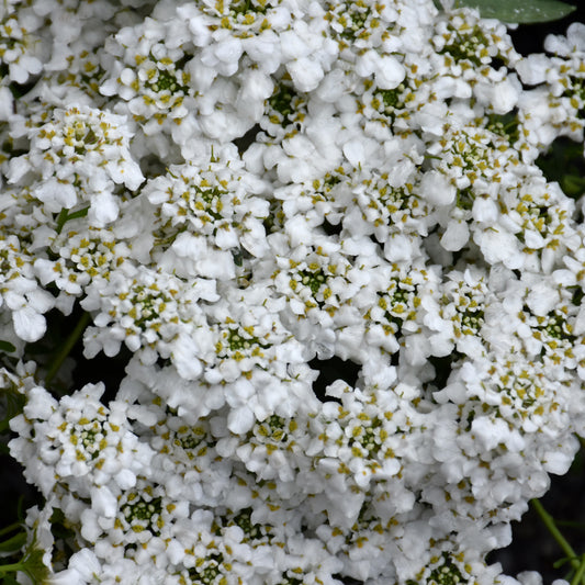 Iberis sempervirens 'Forte'