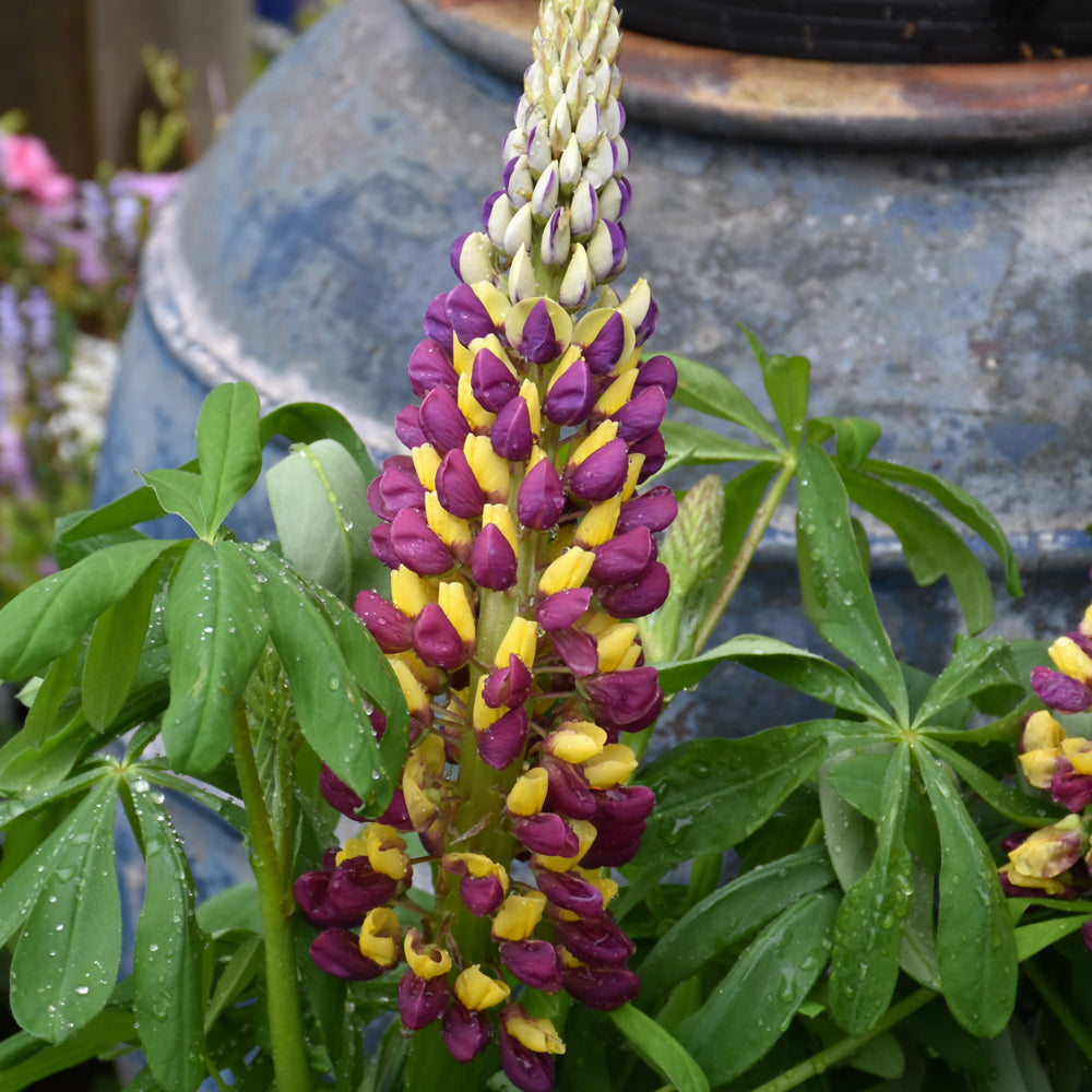 Lupinus 'Manhattan Lights'