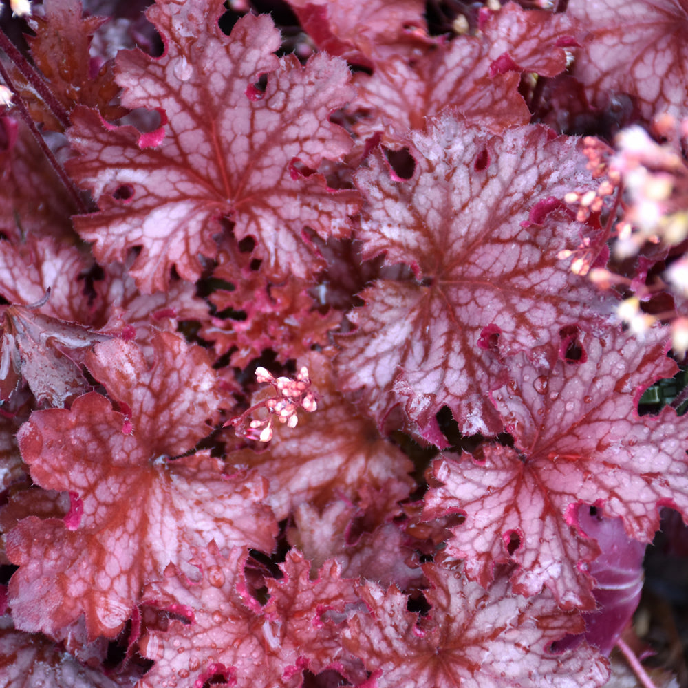 Ruby Tuesday Coral Bells