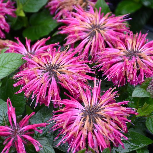 Monarda 'Leading Lady Razzberry'