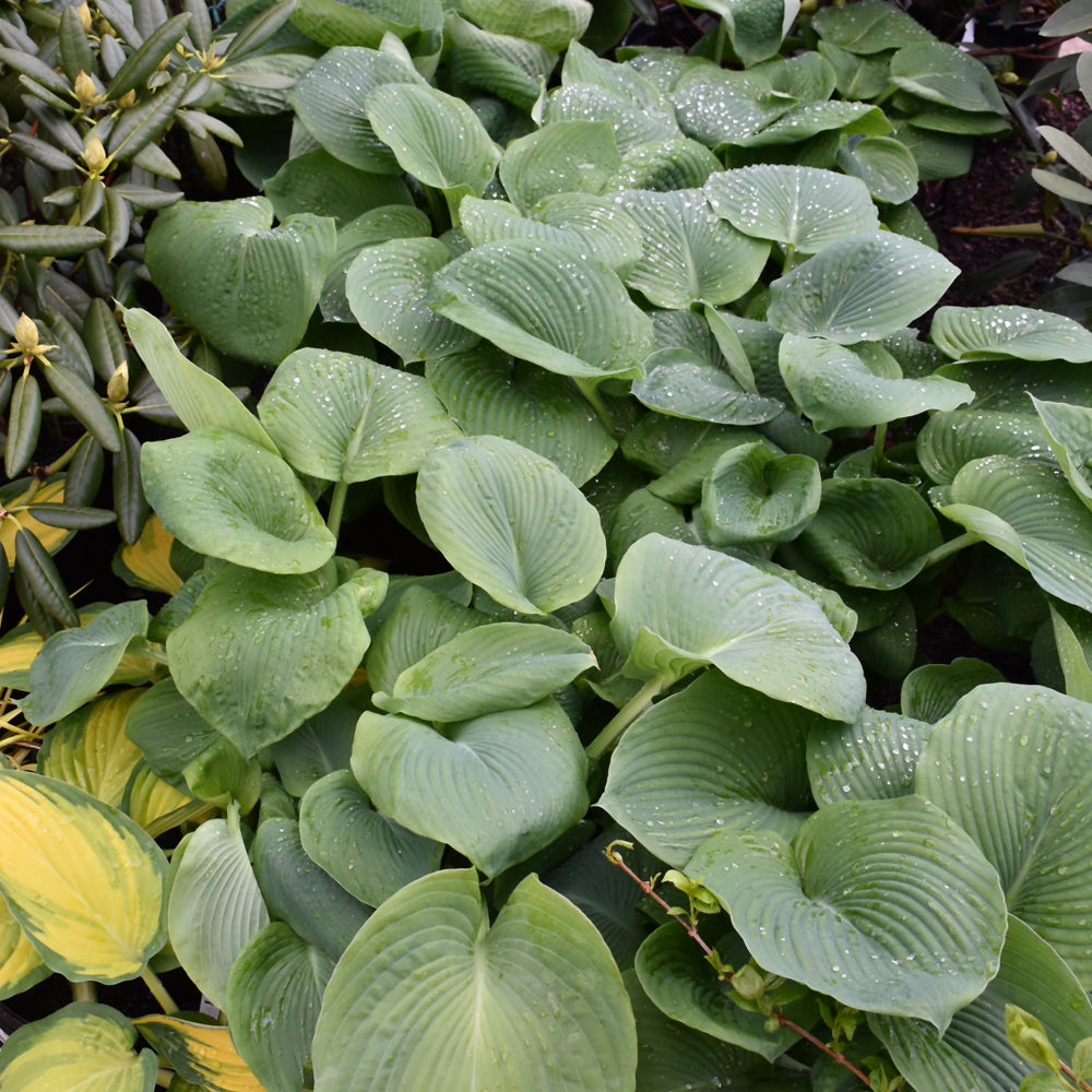 Hosta sieboldiana 'Elegans'