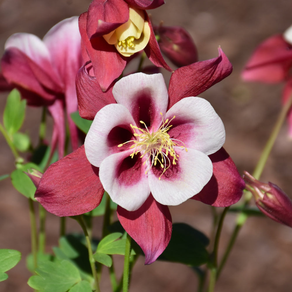 Aquilegia 'PAS1258484'