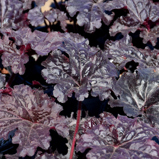 Heuchera 'Evening Gown'
