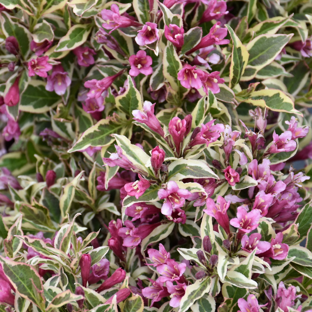 Weigela florida 'Verweig8'