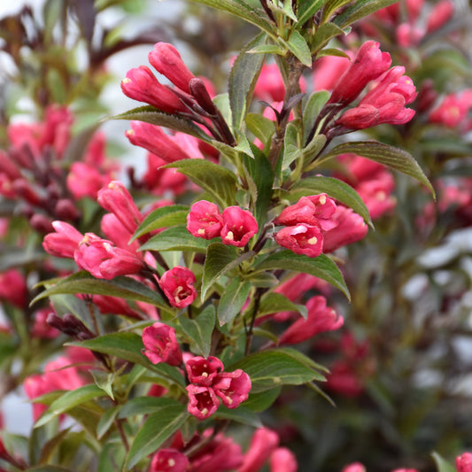 Weigela florida 'ZR1'