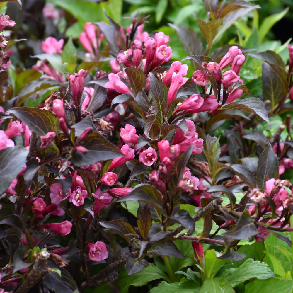 Weigela florida 'Bokrashine'