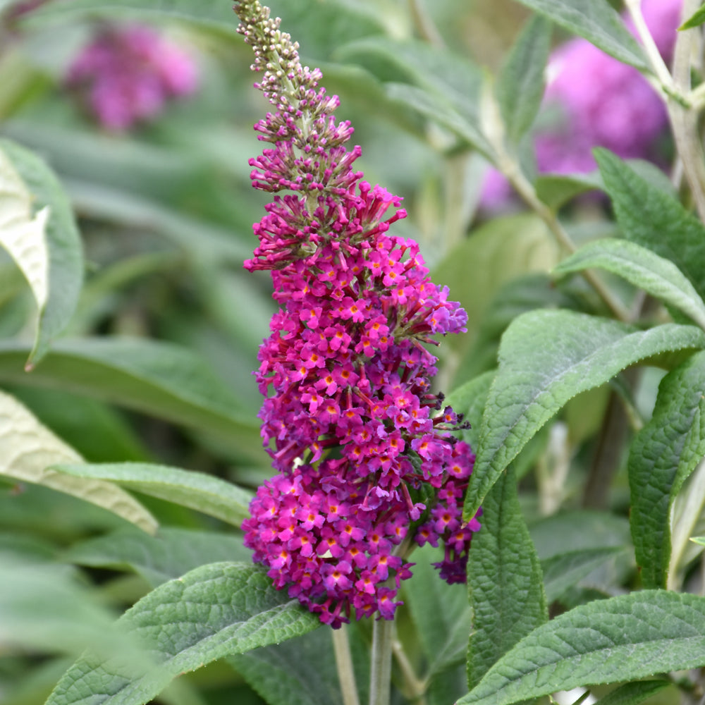 Buddleia davidii 'Miss Ruby'