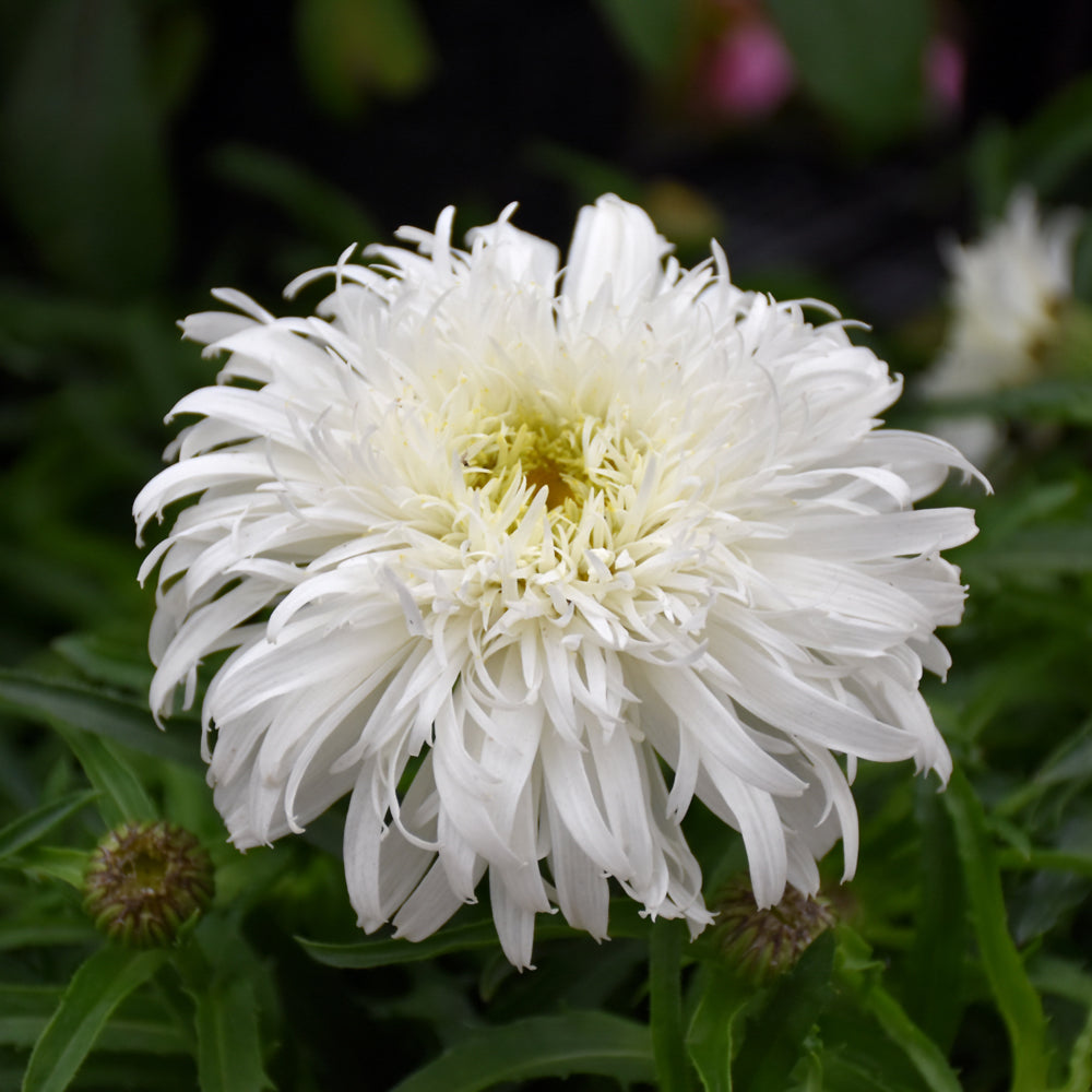 Leucanthemum x superbum 'Marshmallow'