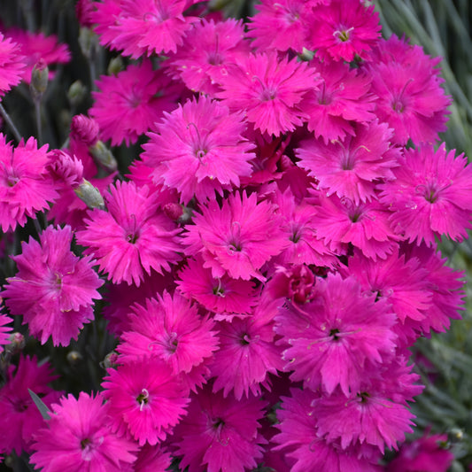 Dianthus 'Neon Star'