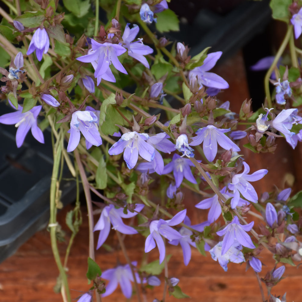 Campanula poscharskyana 'Blue Waterfall'