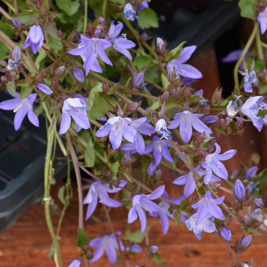 Campanula poscharskyana 'Blue Waterfall'