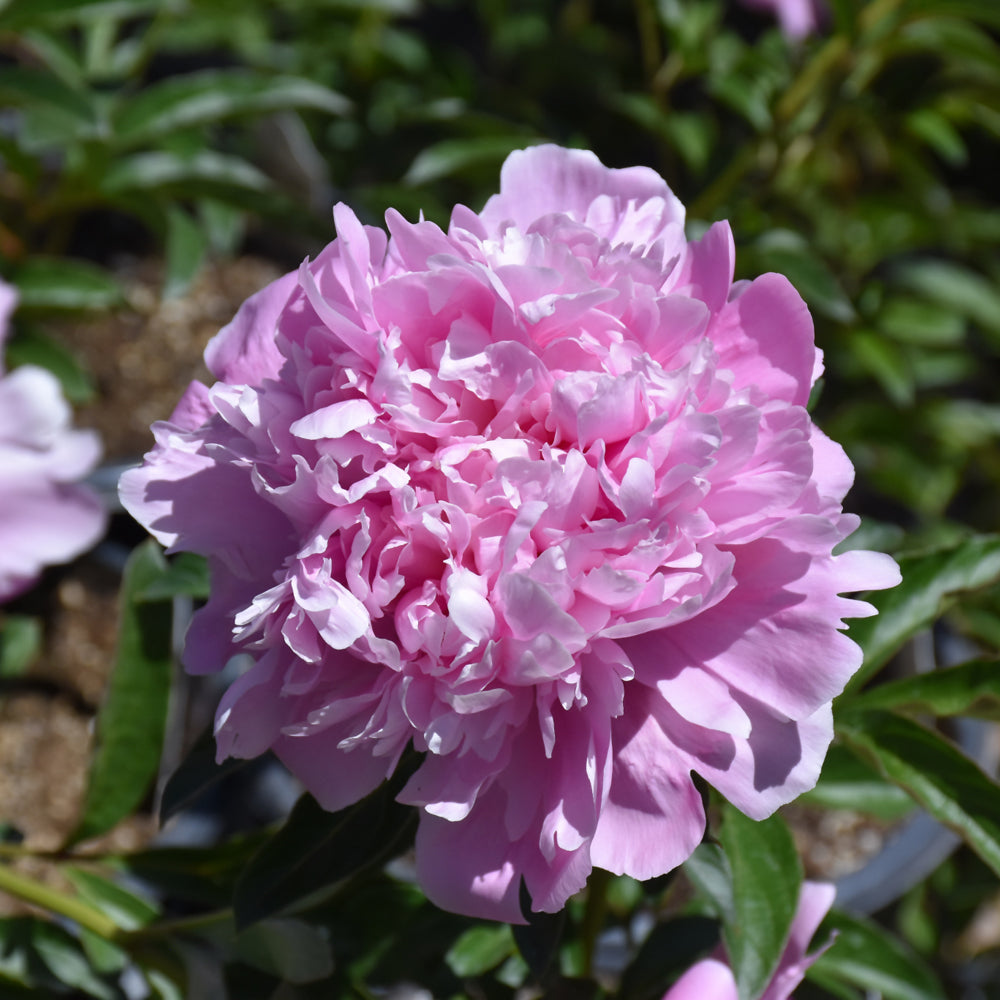 Paeonia 'Monsieur Jules Elie'