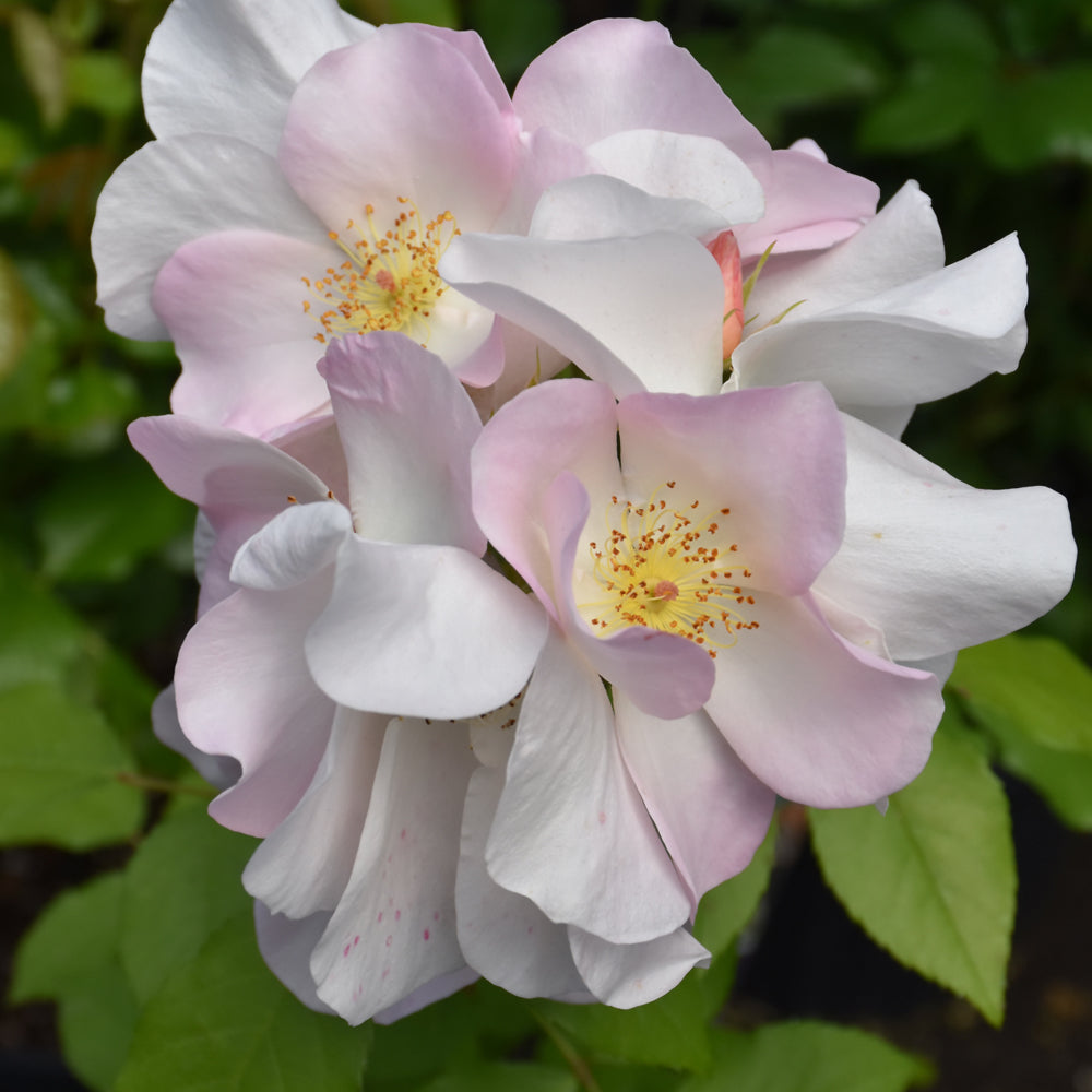 Rosa 'Sally Holmes'