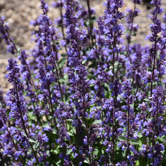 Nepeta 'Cat's Pajamas'