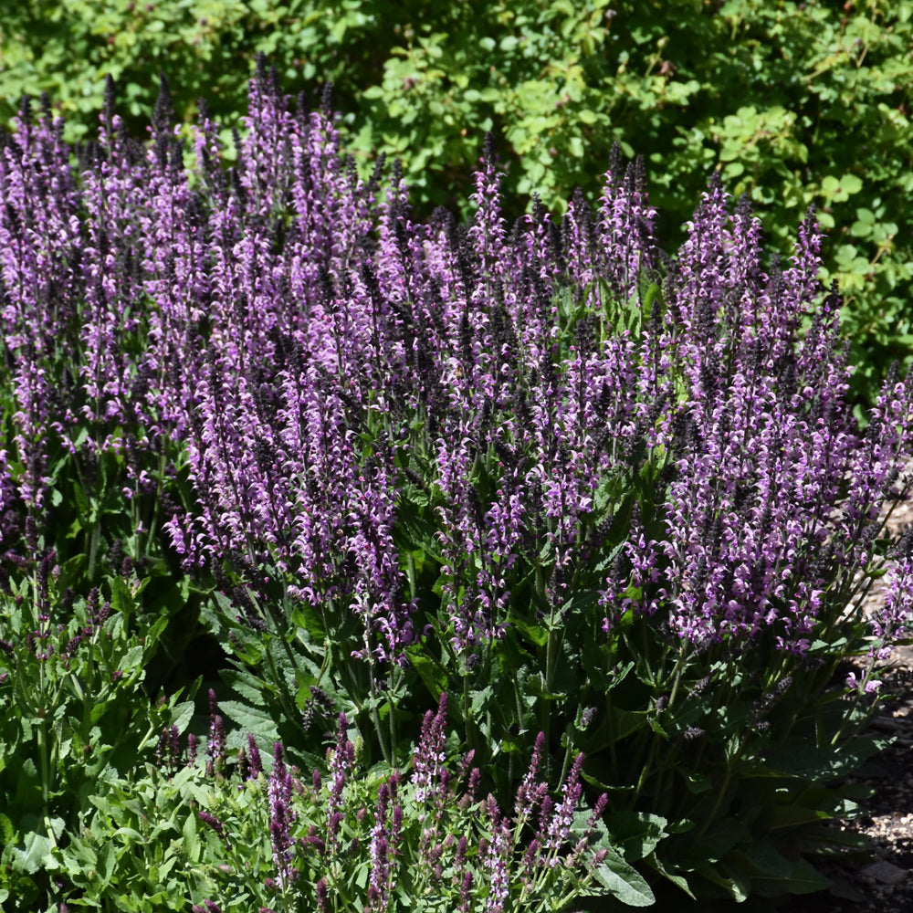 Salvia 'Back to the Fuchsia'