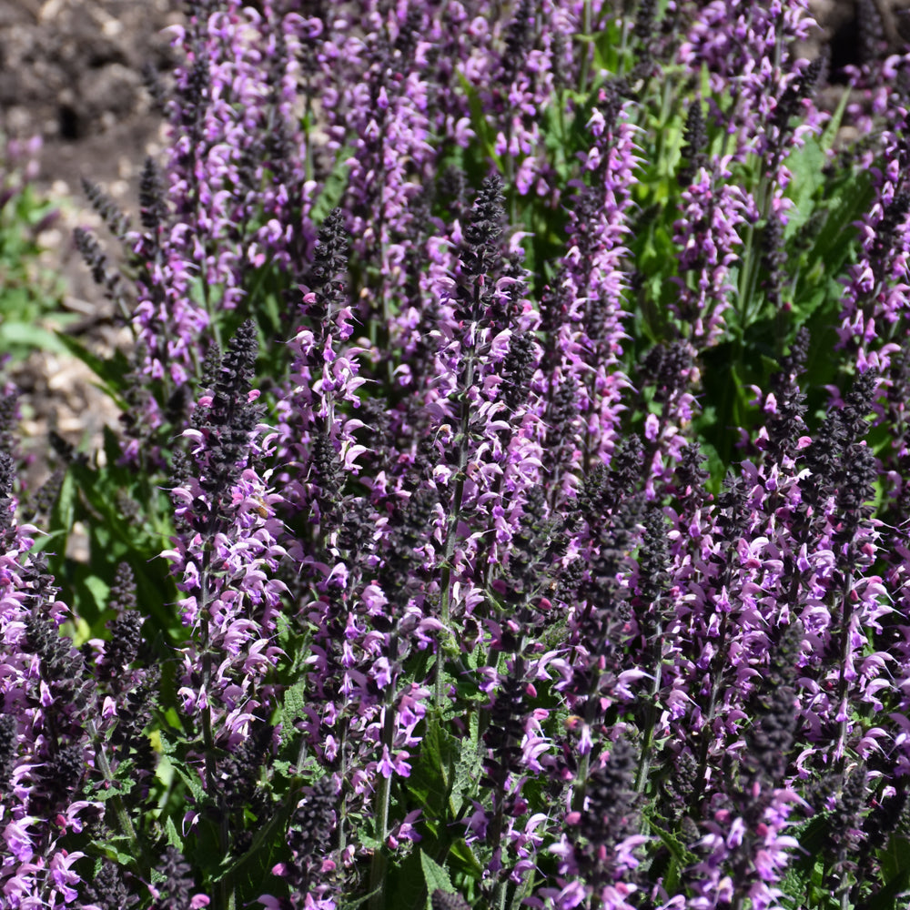 Color Spires® Back to the Fuchsia Sage