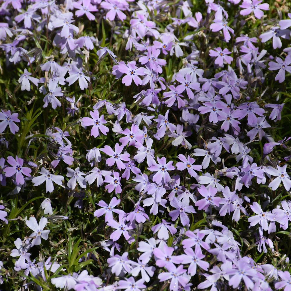 Spring Blue Moss Phlox