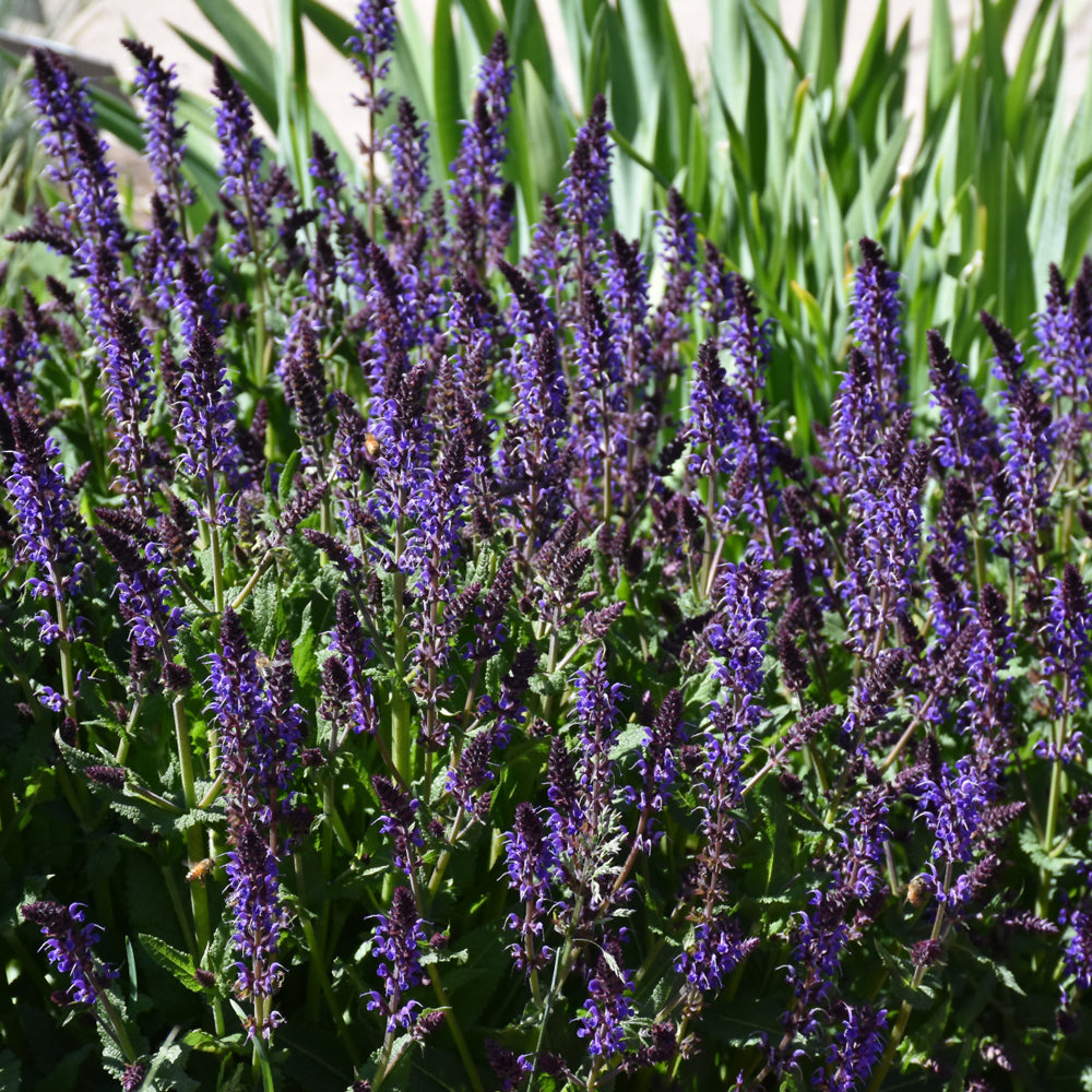 Violet Riot Sage