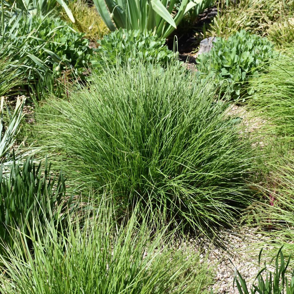 Sesleria autumnalis