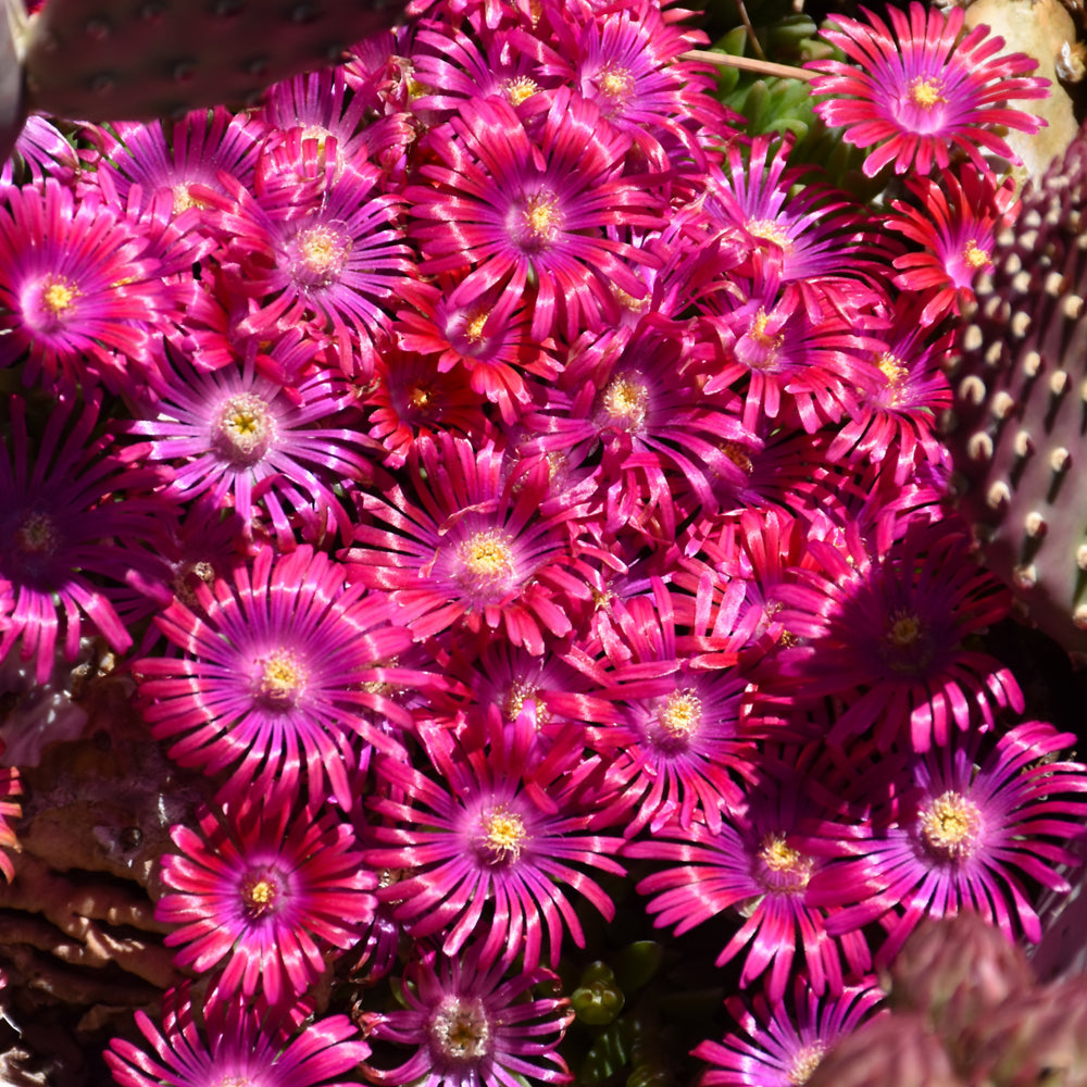 Jewel Of Desert Garnet Ice Plant