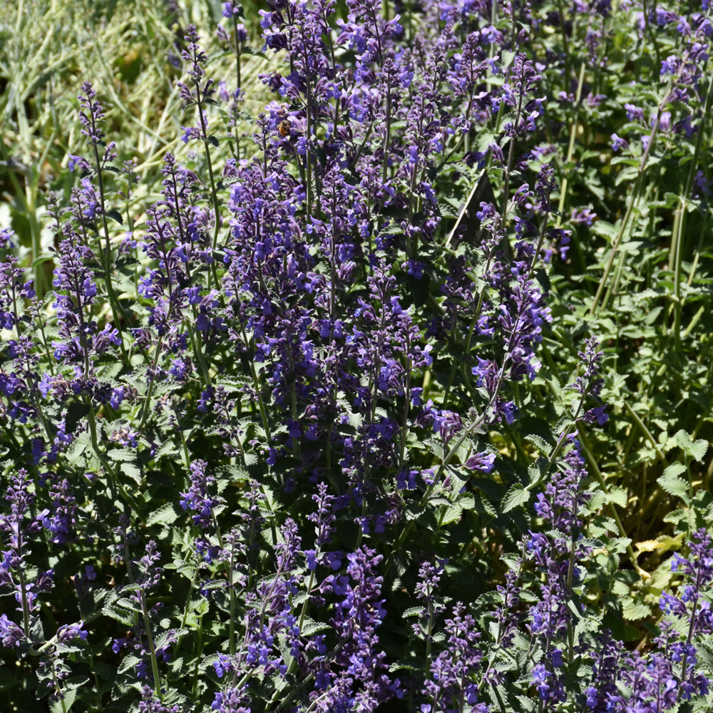 Six Hills Giant Catmint