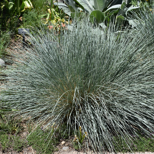 Helictotrichon sempervirens 'Saphirsprudel'