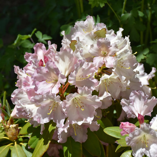 Rhododendron 'Hoopla'