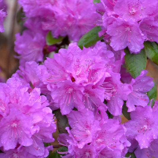 Rhododendron 'NCRX2'