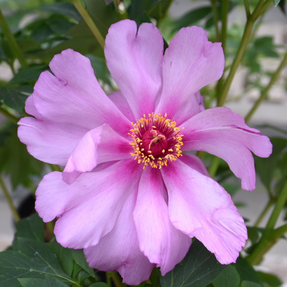 First Arrival Peony