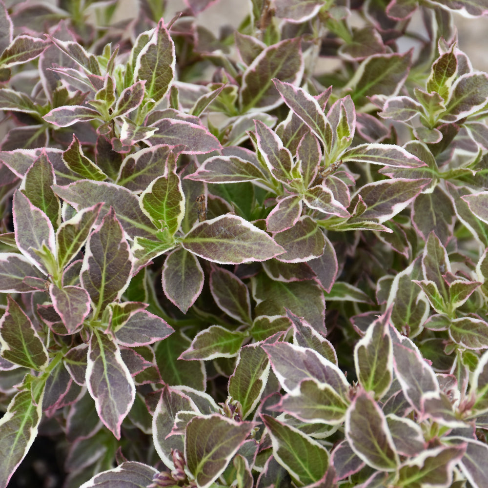 My Monet Purple Effect® Weigela