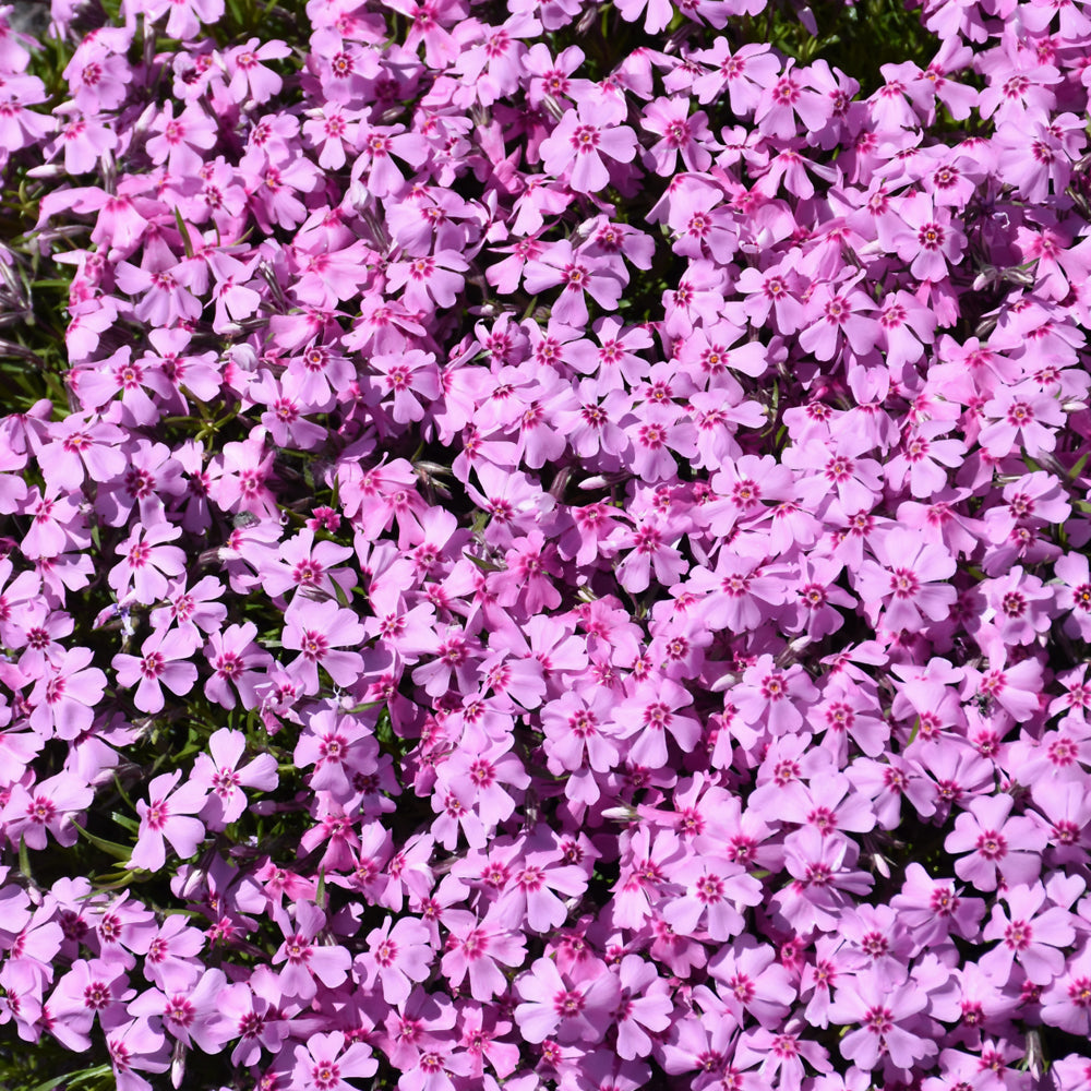 Eye Candy Creeping Phlox