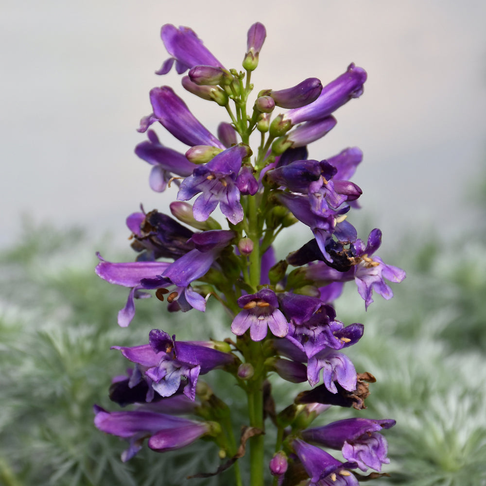 Penstemon barbatus 'Pristine Lilac Purple'