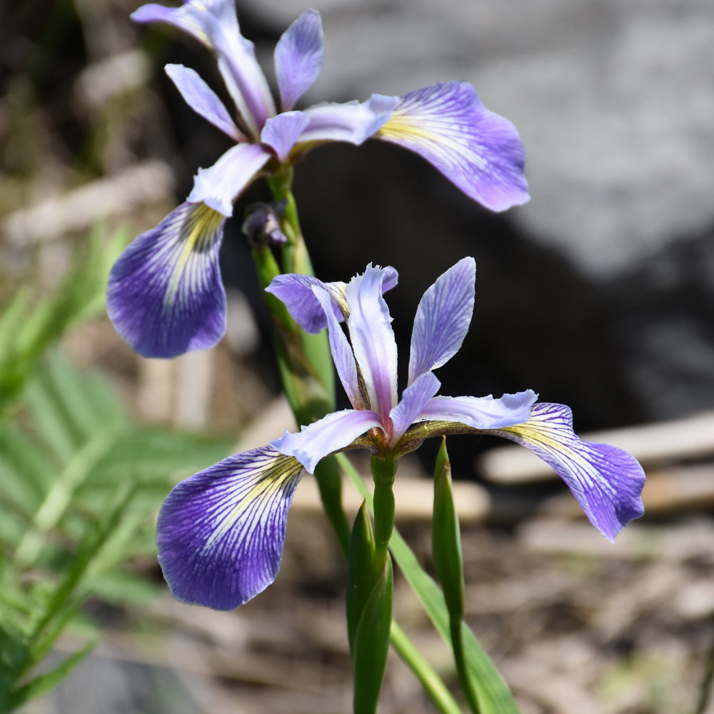 Iris versicolor