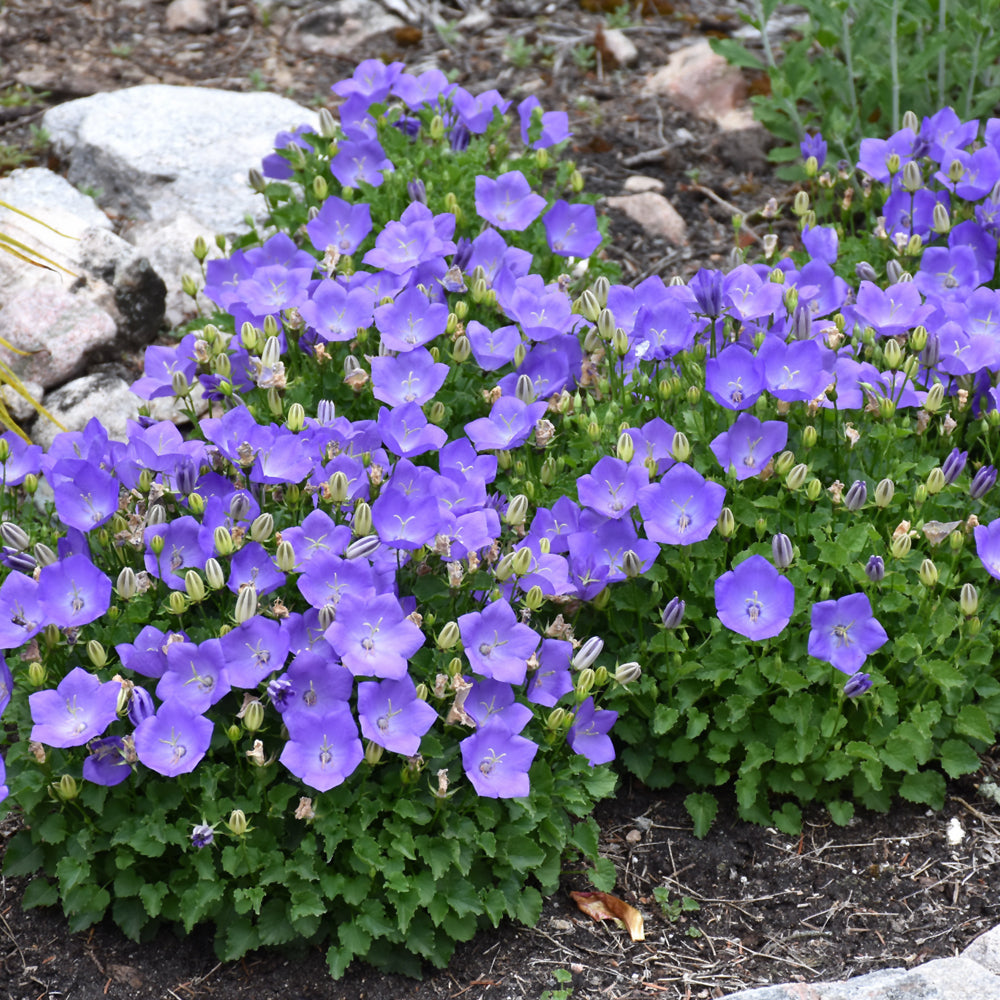 Rapido Blue Bellflower