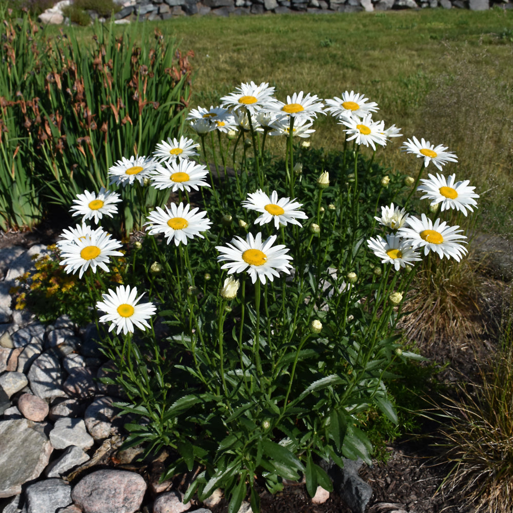 Becky Shasta Daisy