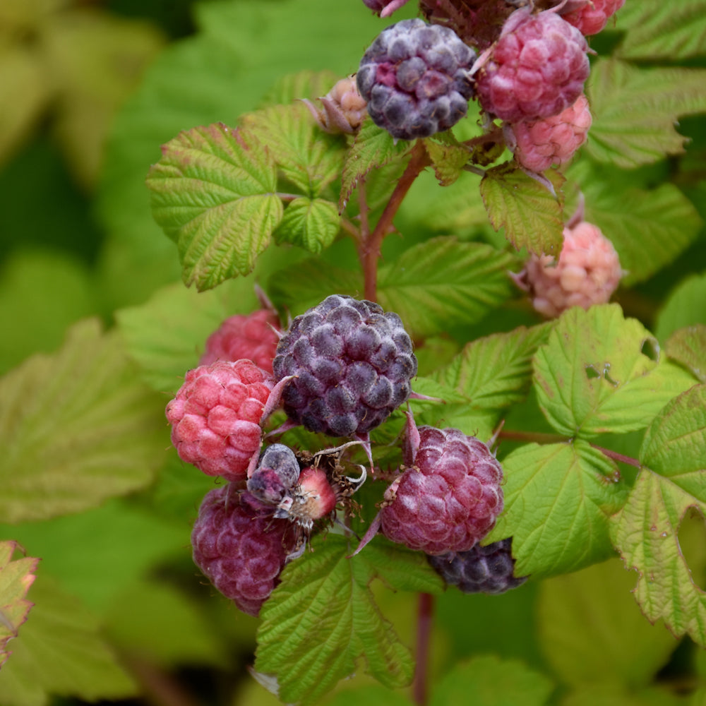 Jewel Black Raspberry – Weston Nurseries