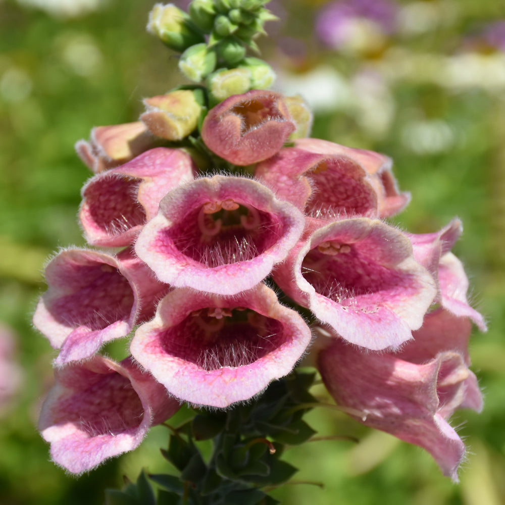 Strawberry Foxglove