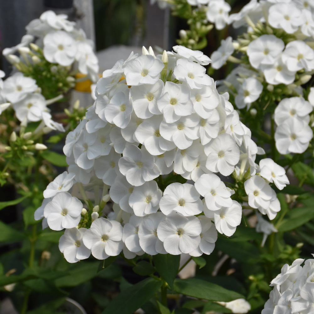 Phlox paniculata 'Backlight'